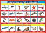 Плакат обучающий 50*70см МИР ОТКРЫТОК "Обитатели морей и океанов"   /0-02-295            *132962